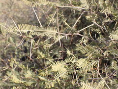 Vachellia haematoxylon