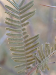 Vachellia haematoxylon