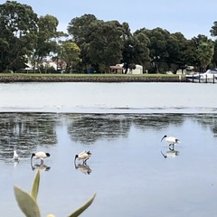 Threskiornis molucca
