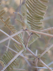 Vachellia haematoxylon