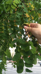 Robinia pseudoacacia