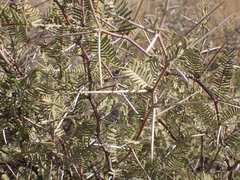 Vachellia haematoxylon