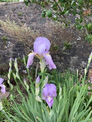 Iris pallida