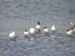 Chroicocephalus ridibundus