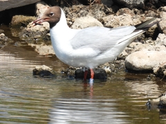Chroicocephalus ridibundus