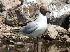 Chroicocephalus ridibundus