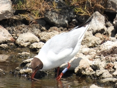 Chroicocephalus ridibundus