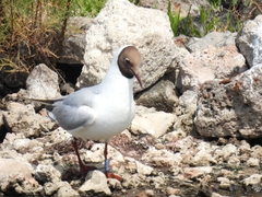 Chroicocephalus ridibundus