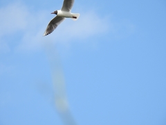 Chroicocephalus ridibundus