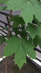 Acer platanoides