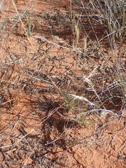 Aristida congesta congesta