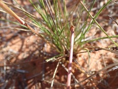 Aristida congesta congesta