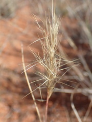 Aristida congesta congesta