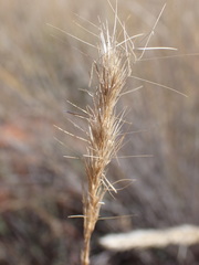 Aristida congesta congesta