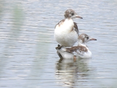 Chroicocephalus ridibundus