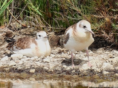Chroicocephalus ridibundus