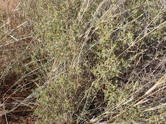 Melolobium candicans