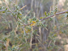 Melolobium candicans
