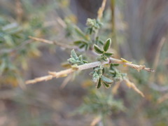 Melolobium candicans