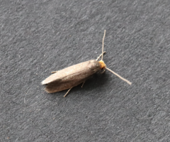 Cephimallota crassiflavella