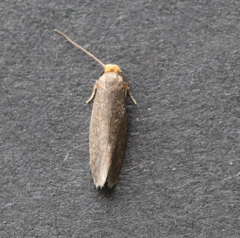 Cephimallota crassiflavella