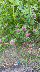 Trifolium pratense