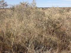 Vachellia haematoxylon