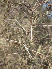 Vachellia haematoxylon