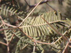 Vachellia haematoxylon