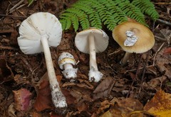 Amanita sinicoflava