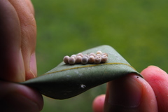 Tessaratoma papillosa