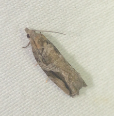 Proteoteras crescentana