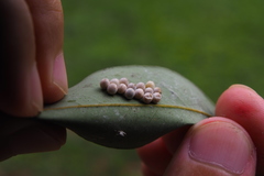 Tessaratoma papillosa