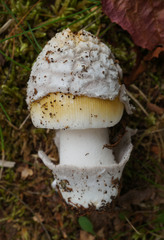 Amanita sinicoflava
