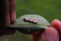 Tessaratoma papillosa