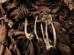 Entoloma farinosum