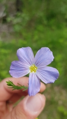 Linum alpinum