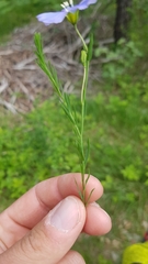 Linum alpinum