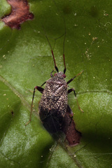 Texocoris nigrellus