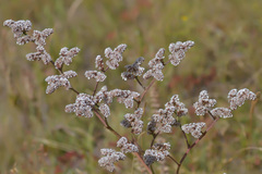 Goniolimon dshungaricum