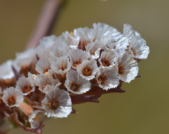 Goniolimon dshungaricum