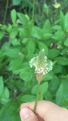 Plantago lanceolata