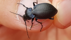 Carabus convexus