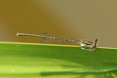 Platycnemis phyllopoda