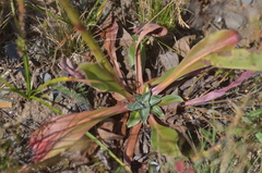 Goniolimon dshungaricum