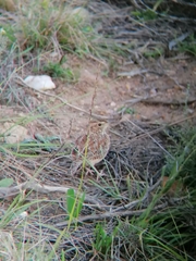 Mirafra apiata apiata