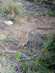 Mirafra apiata apiata