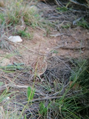 Mirafra apiata apiata