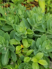 Hylotelephium maximum × spectabile