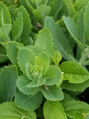 Hylotelephium maximum × spectabile